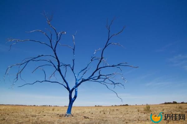 The Blue Tree Project, founded in 2019, currently has 1357 registered trees worldwide