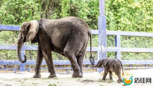 Corra, right, was recently born at Disney