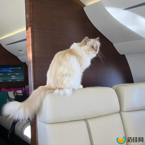 Choupette Lagerfeld is the beloved cat of the late Karl, creative director of Chanel - and after his death, she inherited $1.5 million from her owner.</p><p>　　