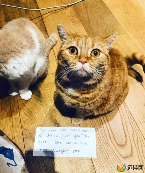 Calippo and Dorito Sheeran are known to con their owners out of food, forcing Ed to write a note warning others not to feed the already very well-fed felines.</p><p>　　