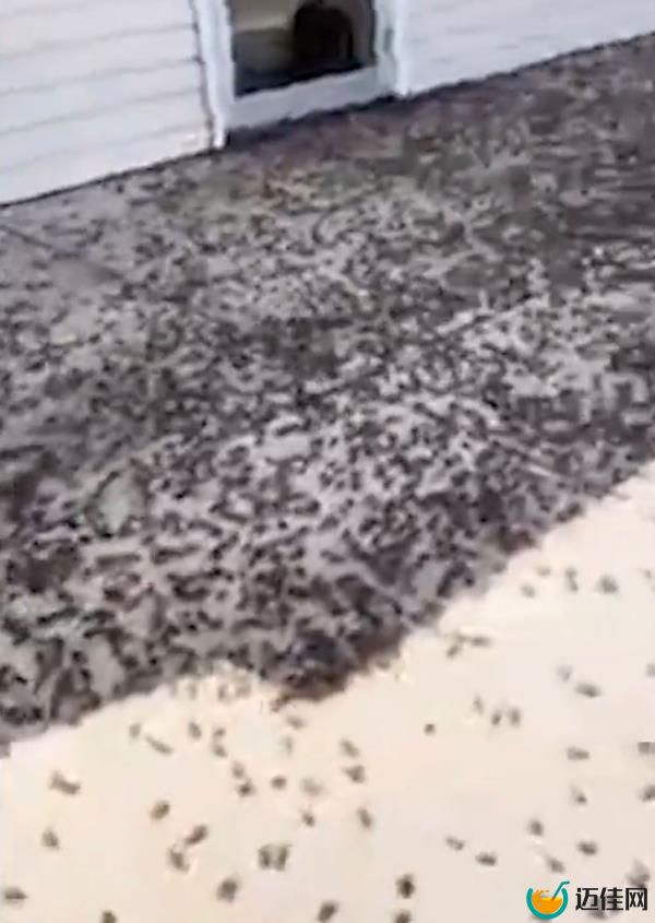 Mormon crickets