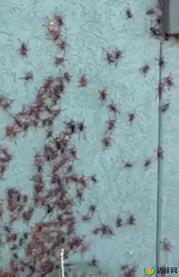mormon crickets in nevada