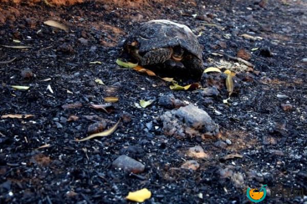 epa10752937 A bunrt turtle is seen after a wildfire in Panorama Saronida, Attica, Greece, 18 July 2023. 