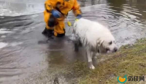 She was near total exhaustion before Long Grove firefighters showed up and saved her, Roseanne said.