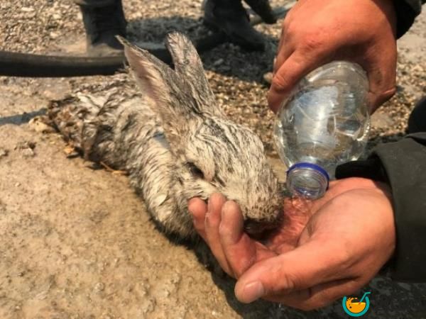 A Romanian firefighter gives water to a rabbit saved from a wildfire burning on the island of Rhodes, Greece, July 24, 2023. 