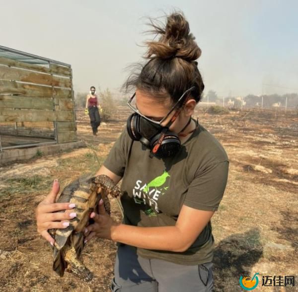 Race to save animals trapped in wildfires in Greece 