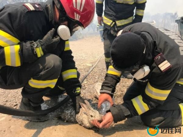 Race to save animals trapped in wildfires in Greece 