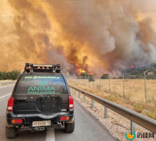 Race to save animals trapped in wildfires in Greece 