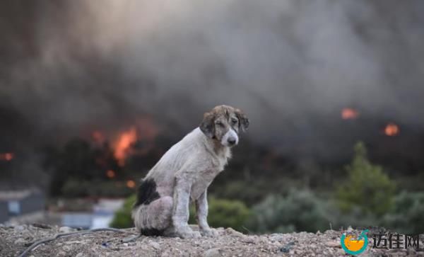 Race to save animals trapped in wildfires in Greece 