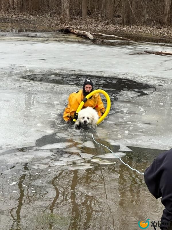 The 7-year-old Great Pyrenees named Belle fell into the partially frozen pond Friday morning and was treading water for roughly 30 minutes.