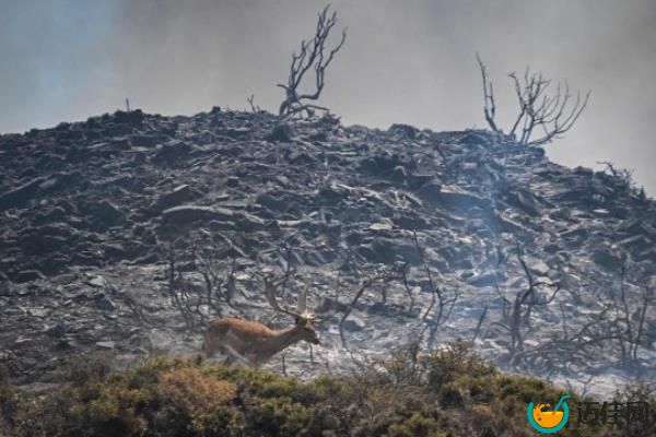 A deer runs with smoke in the background during a fire between the villages of Kiotari and Gennadi, on the Greek island of Rhodes on July 24, 2023.