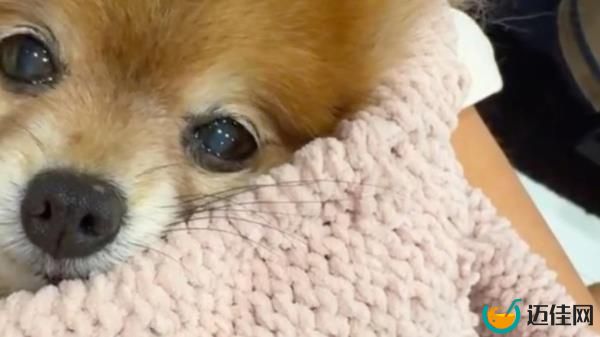 凯特·贝金赛尔在7月4日的庆祝活动中失去了心爱的博美犬Myf