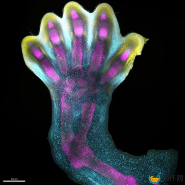 科学家们发现了新的人类细胞，为先天缺陷提供了线索
