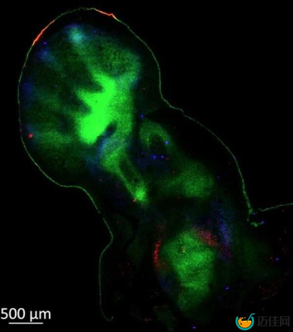 The map has been hailed as a major breakthrough in the understanding of how human bodies form (Picture: SWNS)