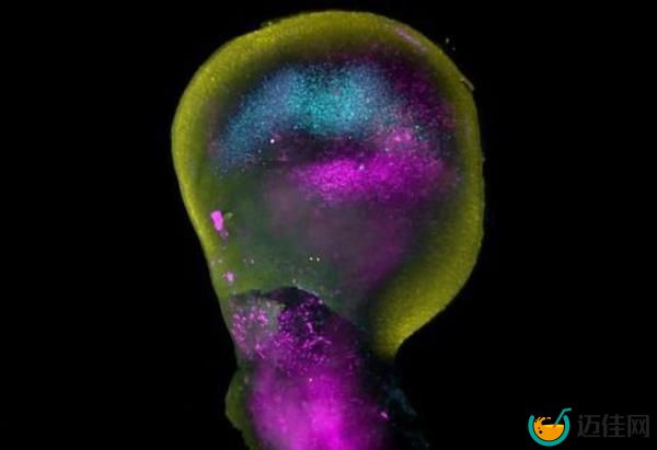 Scientists say this spectacular map of human limb development is like watching a sculptor at work (Picture: SWNS)